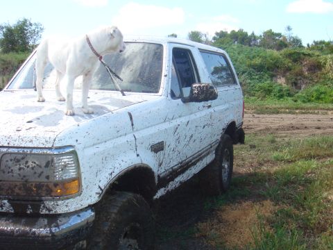 1992 Ford Bronco - White Ford Bronco covered in mud, with a dog on the hood, parked in a grassy, off-road area.