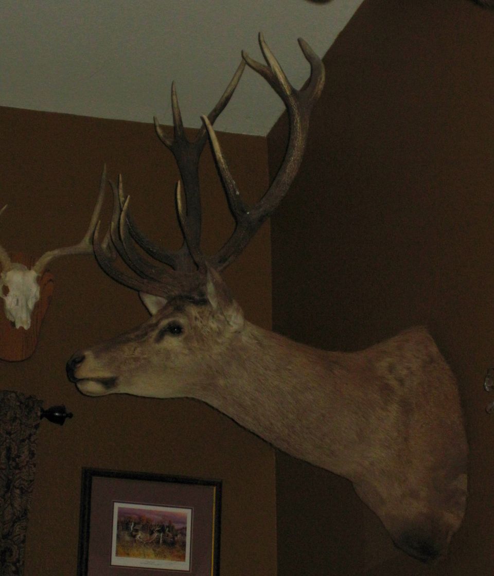 mounted deer head with large antlers on wall, another skull mount visible to the left, framed picture below