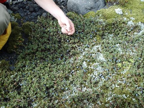 1996 Ford Bronco - A person's hand is shown picking blueberries from a low-growing bush in a rocky, mossy area.