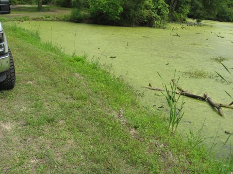 2008 Ford F-250 - A truck is parked on the side of a grassy area next to a pond filled with green algae and debris.