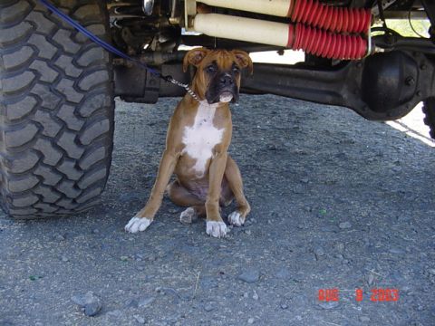 1989 Ford Bronco - I let the pup out too