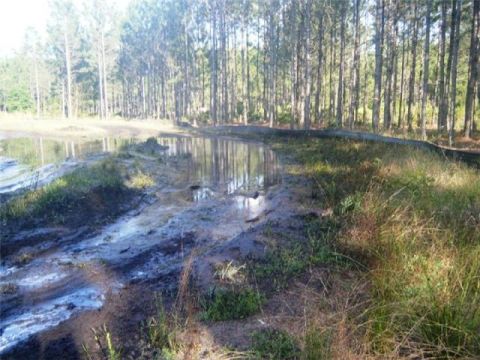 1994 Ford Bronco - A muddy path winds alongside a shallow pond, bordered by tall pine trees.