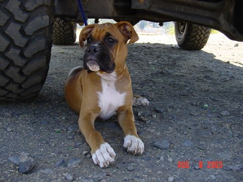 1989 Ford Bronco - Boxer dog resting under a vehicle on a gravel surface.