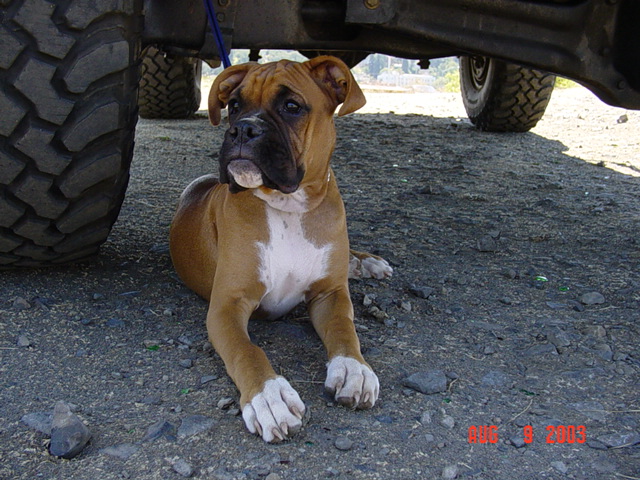 Boxer puppy lying on gravel in the shade under a lifted truck with mud tires