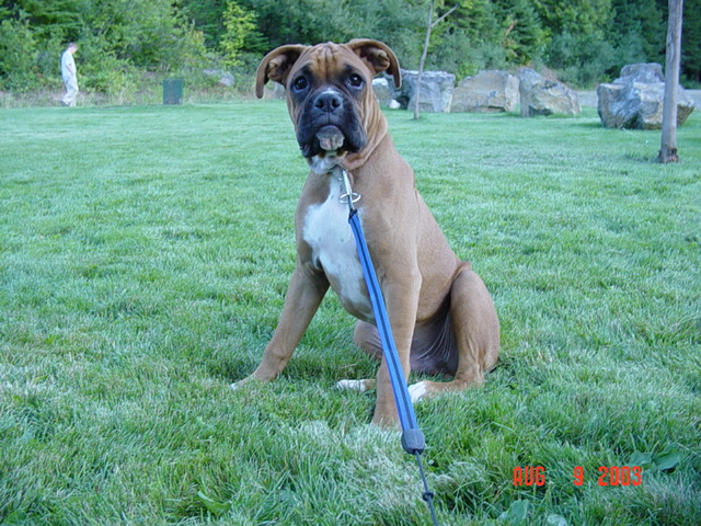 Fawn Boxer dog sitting on green grass on a blue leash in a park