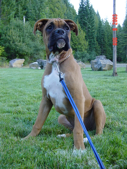 1989 Ford Bronco - A boxer dog is pictured outdoors on a grassy area with a wooded background.