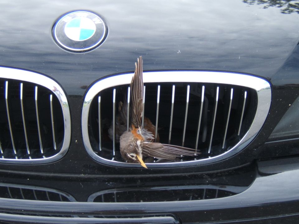 Close-up of a black BMW kidney grille and roundel badge with a bird lodged in the slats