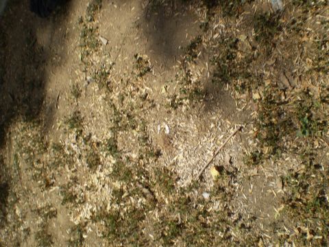 1969 Ford F-250 - The image shows a patch of ground with scattered leaves and vegetation, with a stick lying across it.