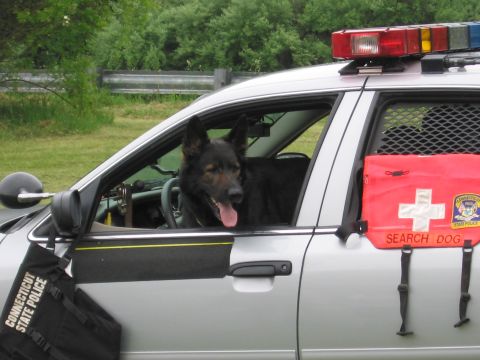 1991 Ford LTD Crown Victoria - German Shepherd K9 leans out the window of a silver Connecticut State Police cruiser marked Search Dog.