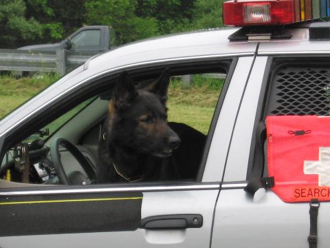 1991 Ford LTD Crown Victoria - German Shepherd K9 looks out the driver window of a silver police cruiser with a red light bar above.