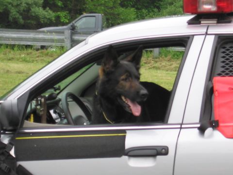 1991 Ford LTD Crown Victoria - panting German Shepherd K9 leans out the driver window of a silver police cruiser with a red roof light bar.