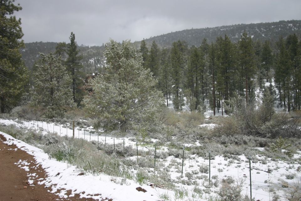 snowy trees and fence line on a hillside
