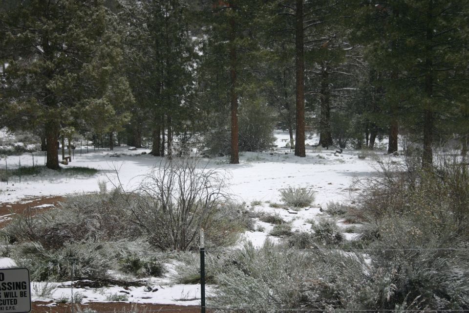 Snowy landscape with pine trees, bushes, and a dirt path. A sign reads 'NO PASSING'