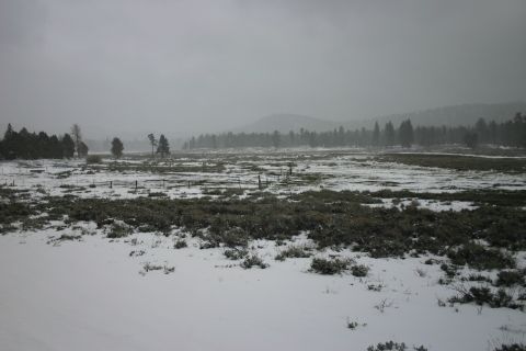 1991 Ford Bronco - A winter scene unfolds across a snow-covered field, with a line of trees in the distance.