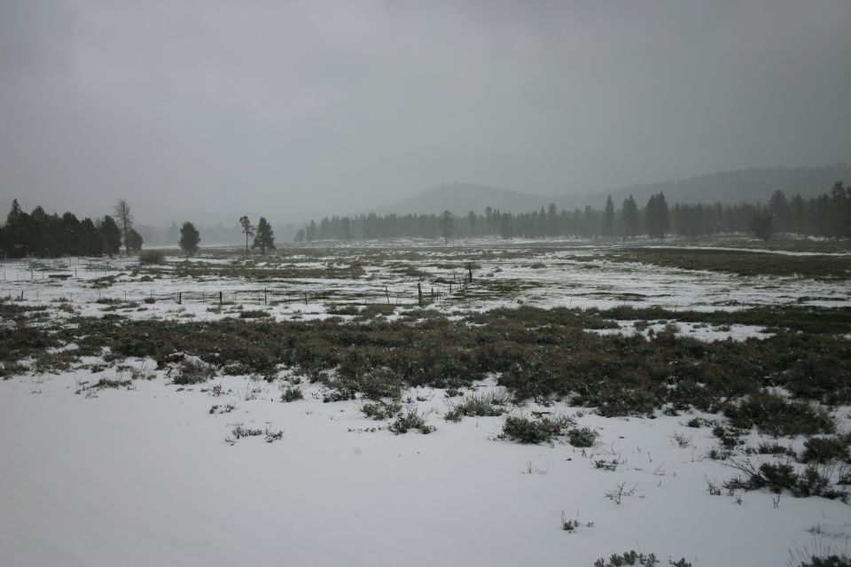 Snowy field with scattered bushes and trees under a cloudy sky