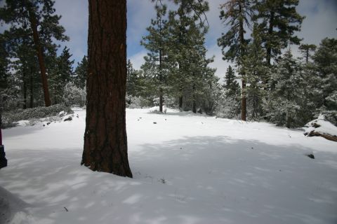 1991 Ford Bronco - A snowy forest scene with a prominent tree in the foreground. The Supermotors.net logo is visible.
