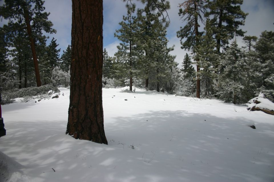 Snowy forest with a large tree trunk in the foreground and pine trees in the background. Supermotors.net logo in the lower right corner