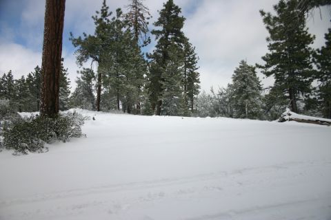 1991 Ford Bronco - A winter scene with snow-covered ground and trees, tire tracks.
