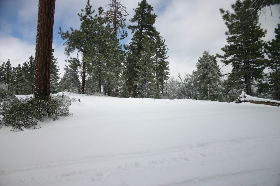 Snowy landscape with pine trees and a fallen log, tire tracks visible in the snow