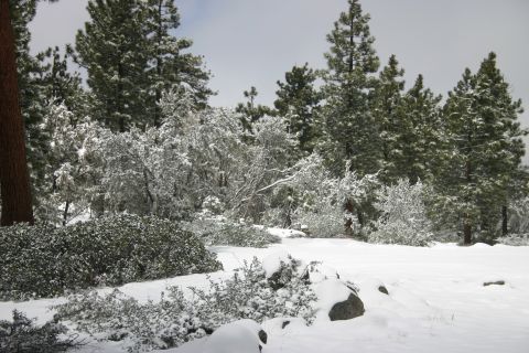 1991 Ford Bronco - A winter scene shows a forest covered in snow, with pine trees and dense bushes.