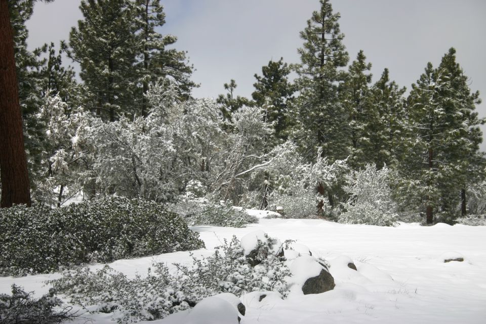 Snowy forest with pine trees and bushes