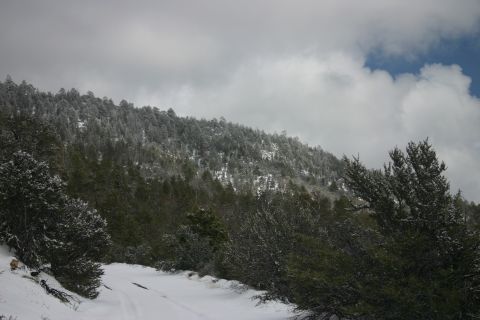 1991 Ford Bronco - A snowy mountain road winds through trees under a cloudy sky.