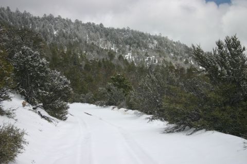 1991 Ford Bronco - A snowy mountain road winds through pine trees under a cloudy sky.