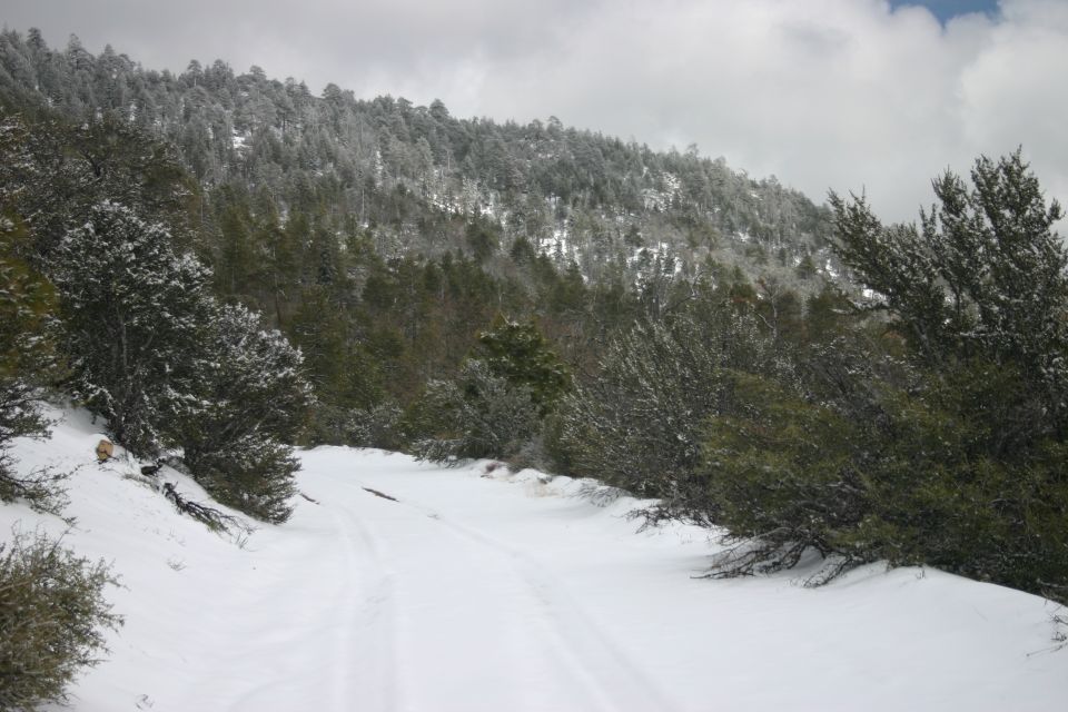 Snowy mountain road with pine trees and overcast sky