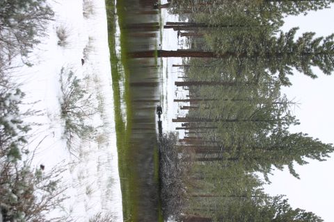 1991 Ford Bronco - A person cycles through a winter scene with snow-covered ground and pine trees reflected in the water.