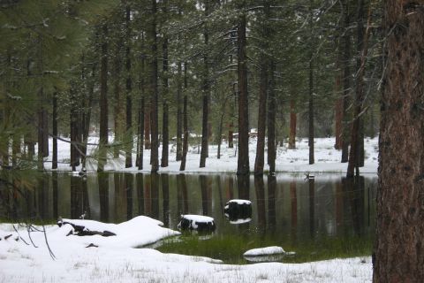 1991 Ford Bronco - A winter scene unfolds in a forest, with snow dusting the ground and trees reflected in a calm pond.