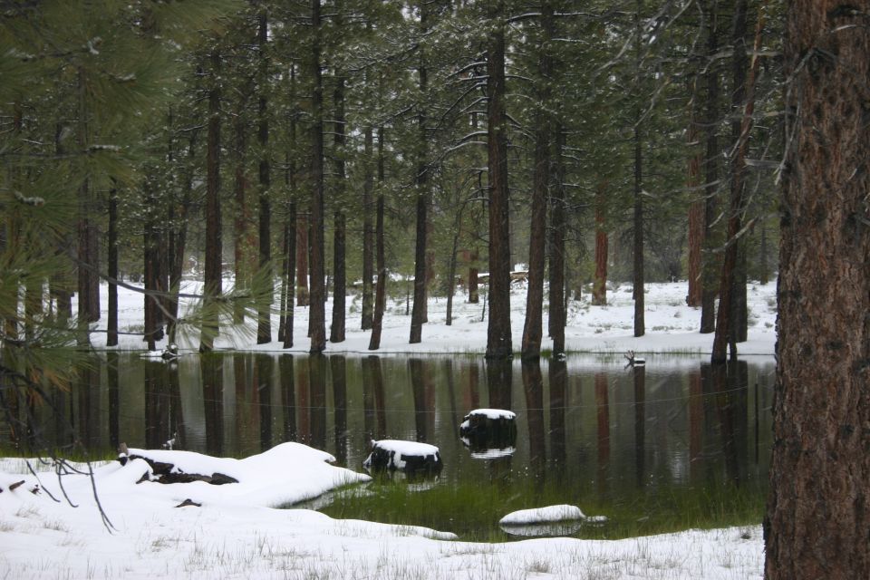 snowy forest with a pond and trees reflected in the water