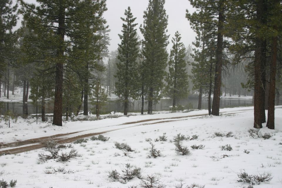 Snowy landscape with pine trees, a body of water, and a dirt road