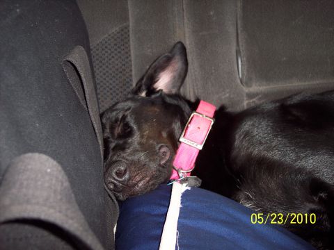1979 Ford Bronco - Dog sleeping in the back seat of a car.