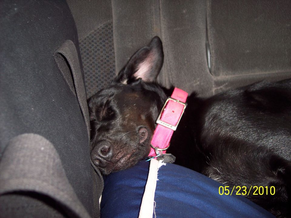 Black dog with pink collar sleeping on a car seat
