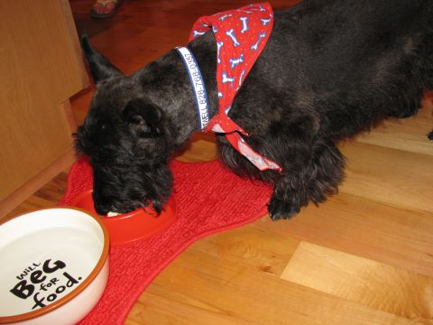 1985 Ford LTD Crown Victoria - A Scottish terrier enjoys its meal, sporting a festive bandana and collar.