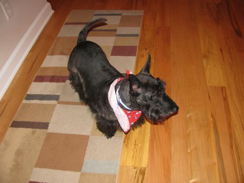 1985 Ford LTD Crown Victoria - A black Scottish terrier stands on a rug, wearing a festive bandana.