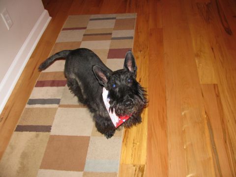 1985 Ford LTD Crown Victoria - A black Scottish Terrier with a red, white, and blue bandana stands on a rug.