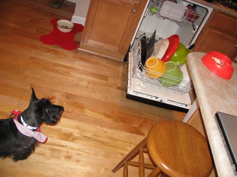 1985 Ford LTD Crown Victoria - A Scottish terrier dog stands on a wooden floor next to an open dishwasher filled with dishes.