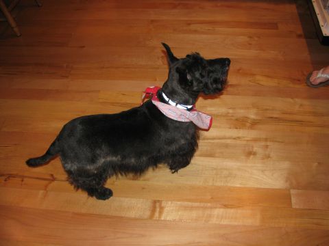 1985 Ford LTD Crown Victoria - A black Scottish Terrier with a bandana stands on a polished wooden floor.