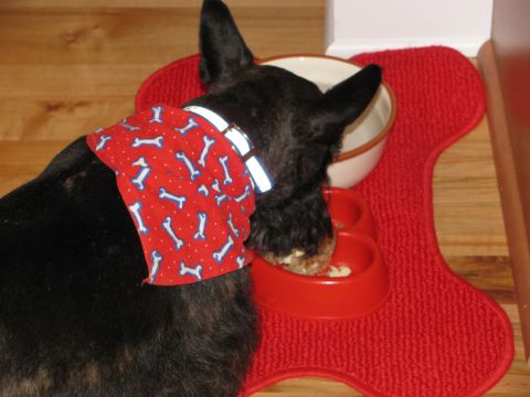 1985 Ford LTD Crown Victoria - A dog eats from its bowl while wearing a festive bandana.