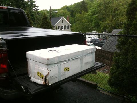 1995 Ford Bronco - A large, damaged cardboard box is being transported in the bed of a black pickup truck.