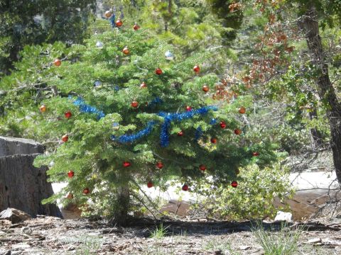 1991 Ford Bronco - A decorated Christmas tree stands in a natural outdoor setting, adorned with ornaments and tinsel.