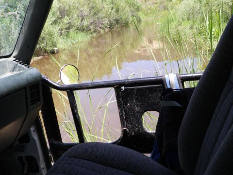 1991 Ford Bronco - The view from inside an off-road vehicle shows a calm body of water surrounded by tall reeds and greenery.