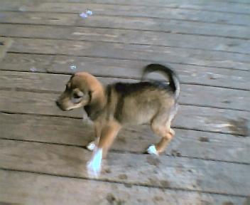 1995 Ford Bronco - A young puppy is captured in motion as it walks across a weathered wooden deck.