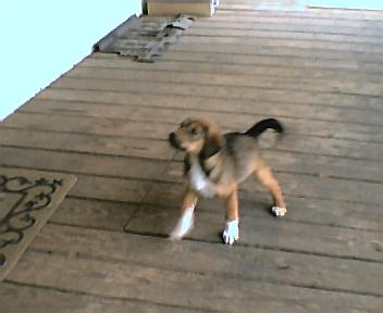 1995 Ford Bronco - A young puppy stands on a weathered wooden deck, looking to the side.