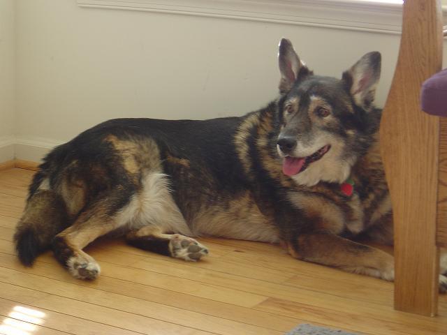 Dog lying on wooden floor