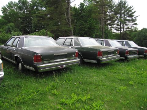 1991 Ford LTD Crown Victoria - Multiple Ford Crown Victorias are lined up in a field of tall grass.