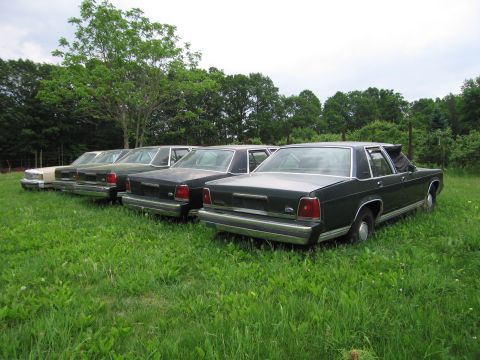 1991 Ford LTD Crown Victoria - A line of dark 1991 Ford Crown Victoria LTD sedans are parked in a grassy area with trees in the background.