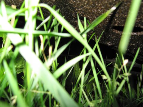 1991 Ford LTD Crown Victoria - A low-angle view through grass reveals the dark, textured undercarriage of an unseen object.