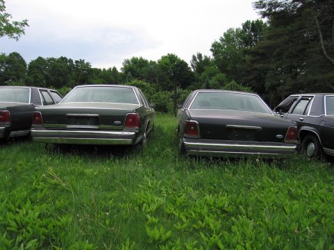 1991 Ford LTD Crown Victoria - Multiple Ford Crown Victorias are parked in a grassy area, viewed from the rear.